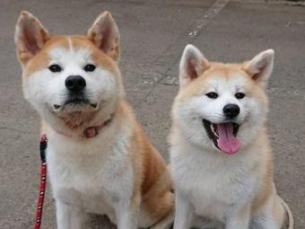 Albergue Royal Hotel Odate