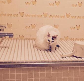 Hotel Pension Blue Poppy