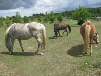 Domek W Lesie Puszcza Zielonka