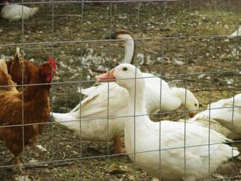 Agroturismo Agriturismo Petrilli