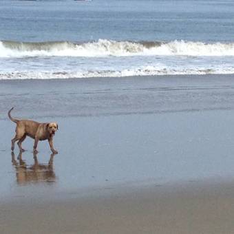 Hotel Los Cocos De Vichayito
