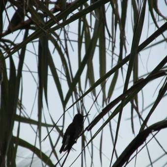 Hotel Enseada Maracajau
