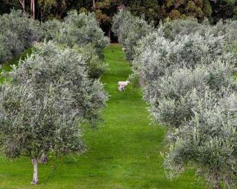 Olio Bello Lakeside Glamping