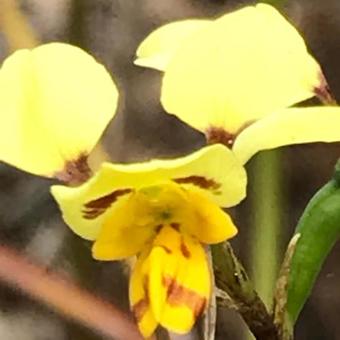 Swan Cove Beachfront