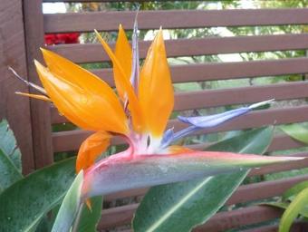 Gaia On Bribie Island