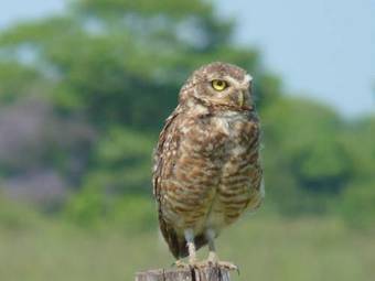 Bed & Breakfast Pantanal Ranch Meia Lua