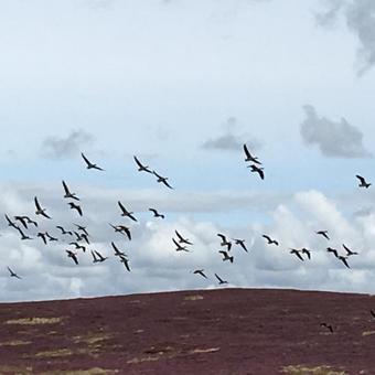 Bed & Breakfast Bonners Lodge