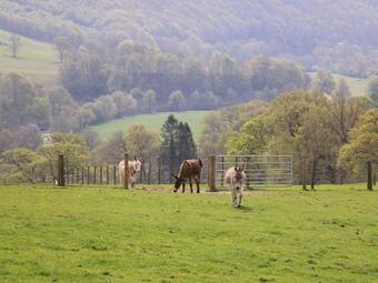 Miller's Cottage, Llandysul