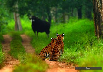 Apartamento The Serai Bandipur