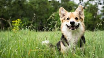 Hotel Iveys Motor Lodge Houlton By Magnuson Worldwide