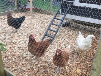 Orchard Side Bed And Breakfast