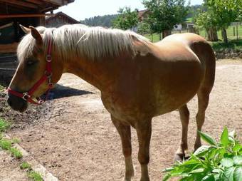 Cozy Apartment In Gleissenberg Bavaria Near Forest
