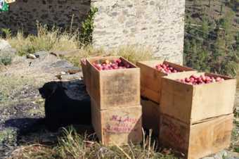 Hotel Suvaasa -the Resort