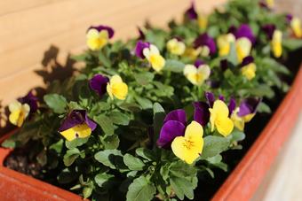 Agroturismo Fattoria Di Rigone