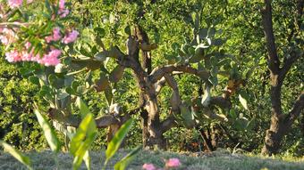 Agroturismo Il Terrazzo Sul Sinni