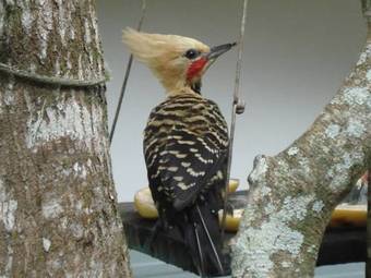 Hostal Chal�s Ancoradouro