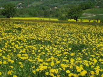 Apartamento Gartenlandhaus