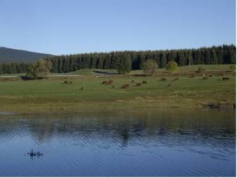 Hostal Hotel Gr�ne Tanne Mandelholz