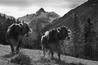 Apartamento Haus Aigner