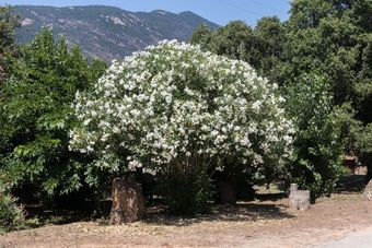 Camping Les Couchants