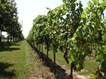 Agroturismo Alloggio Agrituristico Albafiorita