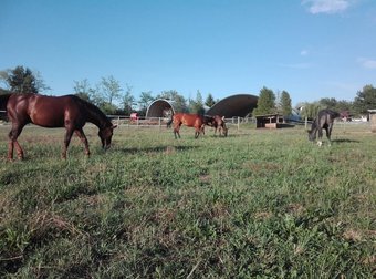 Agroturismo Agriturismo & Scuderia Fano's Farm