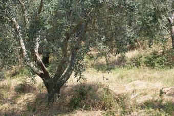 Agroturismo Toebiga