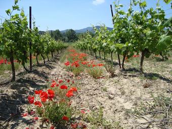 Agroturismo Le G�te Vigneron
