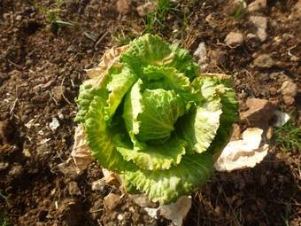 Hostal La Cuineta De Cal Triuet