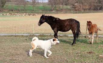 Ferme Equestre Les Coccinelles