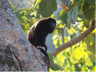 Hotel Flying Crocodile