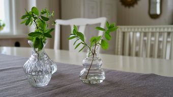 Solbacken Bed & Breakfast