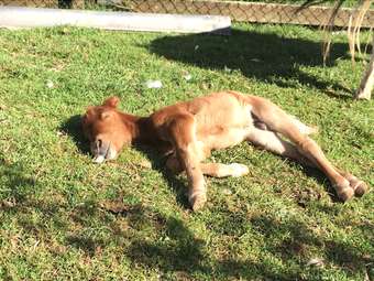 Posada Yourte Mongole