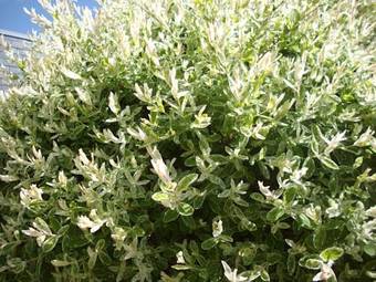 Le Nid D'omer - Gite