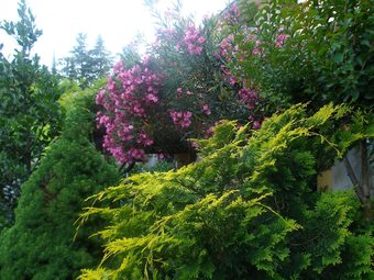 Bed & Breakfast Il Giuggiolo