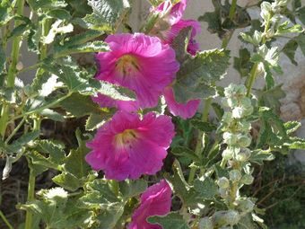 Hostal Bungalows Au Chateau De La Croix