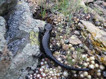 Hotel Chalet De Lanza