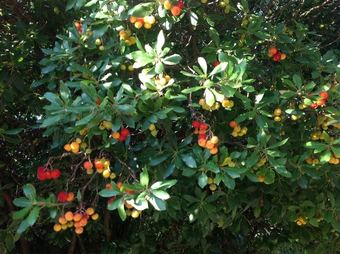 Agroturismo Agriturismo Ai Gradoni