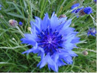 Hostal Jasserie Les Airelles