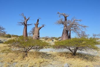 Makgadikgadi Adventure Camp