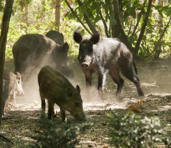 Bed & Breakfast Ch�teau De Salvert- Chambre D'h�tes