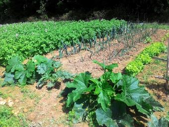 Agroturismo Agriturismo Il Melo