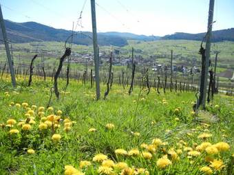 Hostal Haus Am Blauenbach