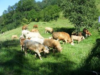 Agroturismo Holiday Home Hexenhaus Buchenbach