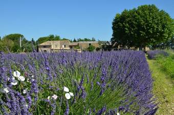 Bed & Breakfast Mas De L'amme