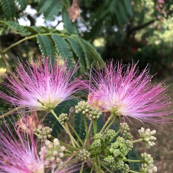 Hotel Mas Saint Maurice Chambres D'hotes
