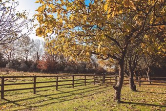 Bed & Breakfast Walltree House