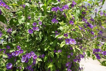 Apartamentos Jasmine Studio With Garden Close To The Beach