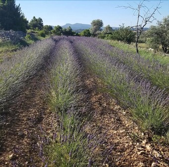 Apartamento Appartement 2 Chambres Mas Des Lavandes