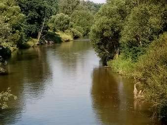 Cabana Bike Camping Frog